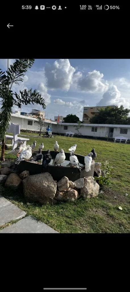 White View Resort gallery image